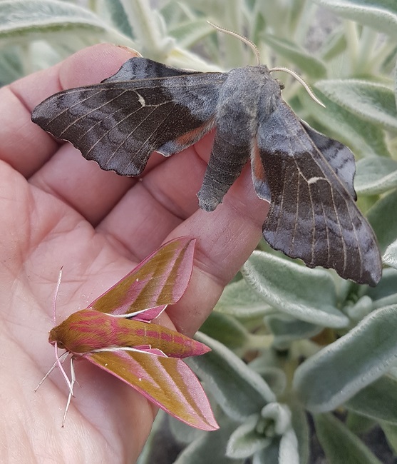 Two large moths on an open palm
