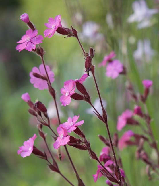 pink flowers