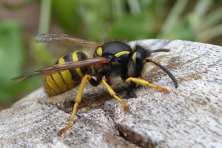 A wasp on a wooden bench