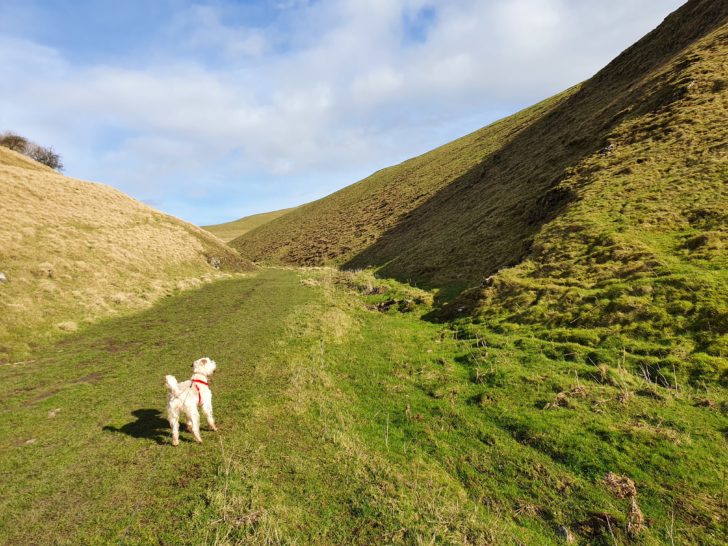 A wheaten terrier dog walking between two large hills in the Peak District