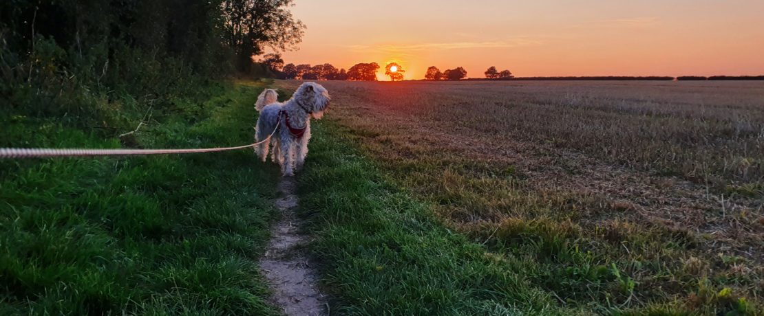Wheaten terrier dog on lead in farmers field with sunset in background
