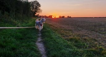 Wheaten terrier dog on lead in farmers field with sunset in background