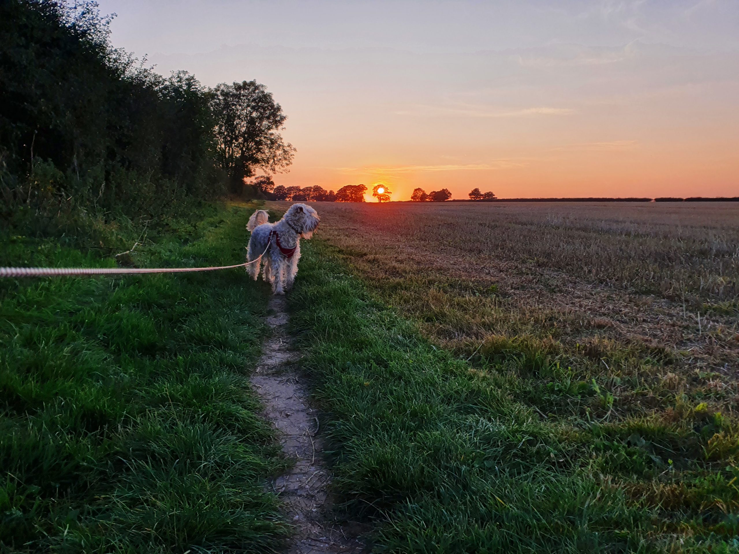 Wheaten terrier dog on lead in farmers field with sunset in background