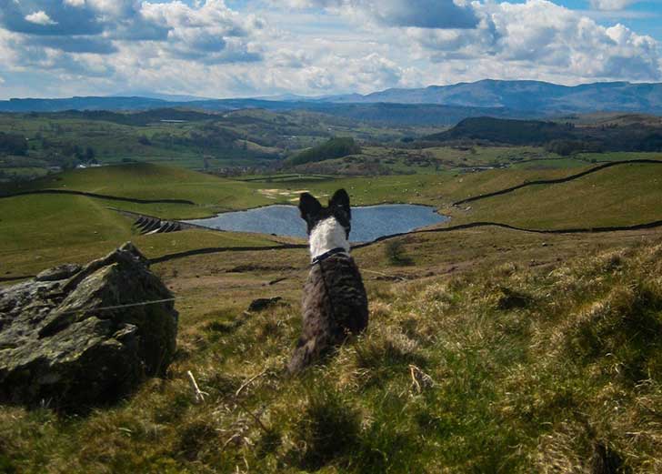 Border collie on fell in Lake District