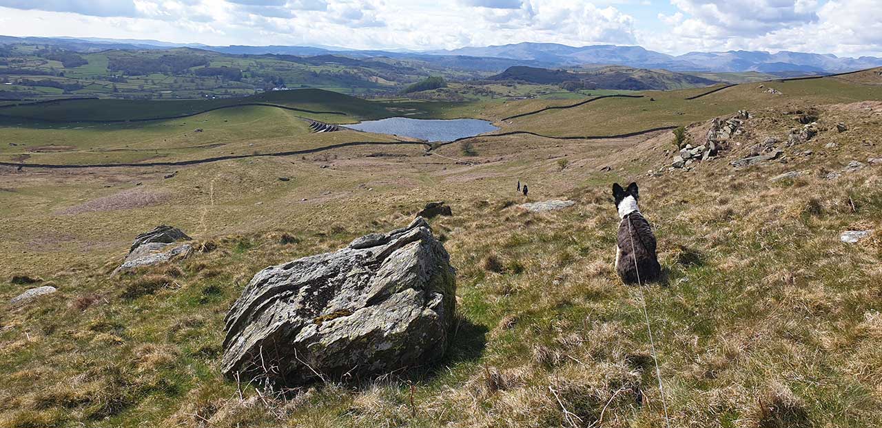 A black and white sheepdog sits above a small lake and looks down