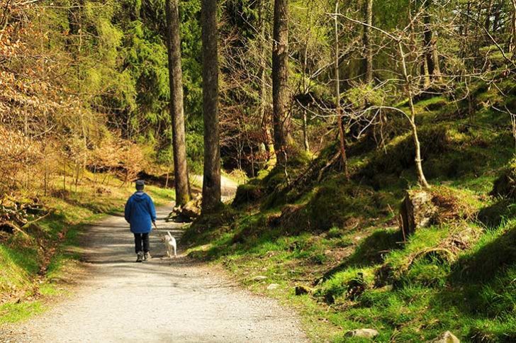 Woman walking a dog on a path in woods