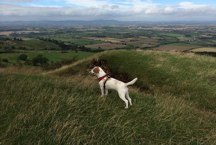 A white and brown dog stands on a hill with flat farmed fields below