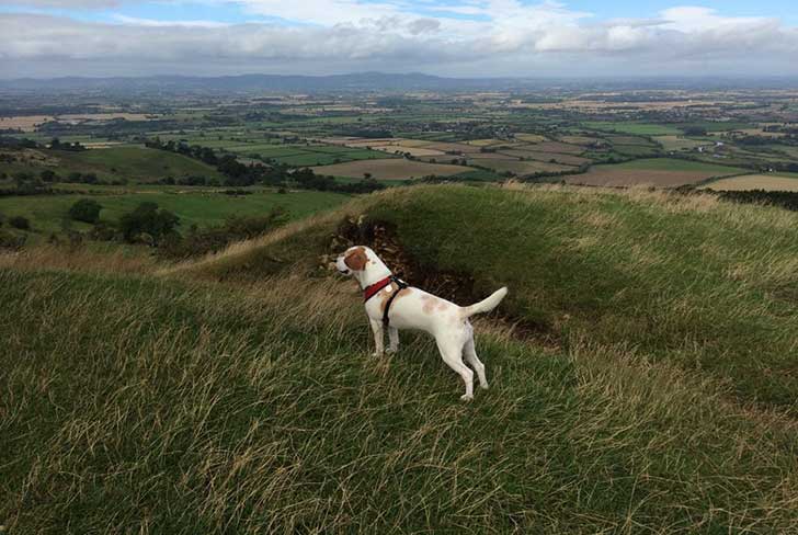 A white and brown dog stands on a hill with flat farmed fields below