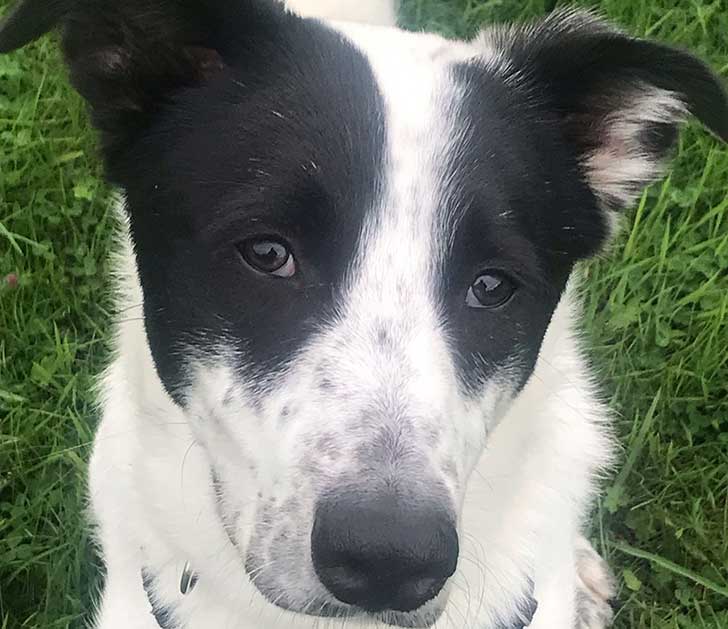 A black and white puppy looks at the camera