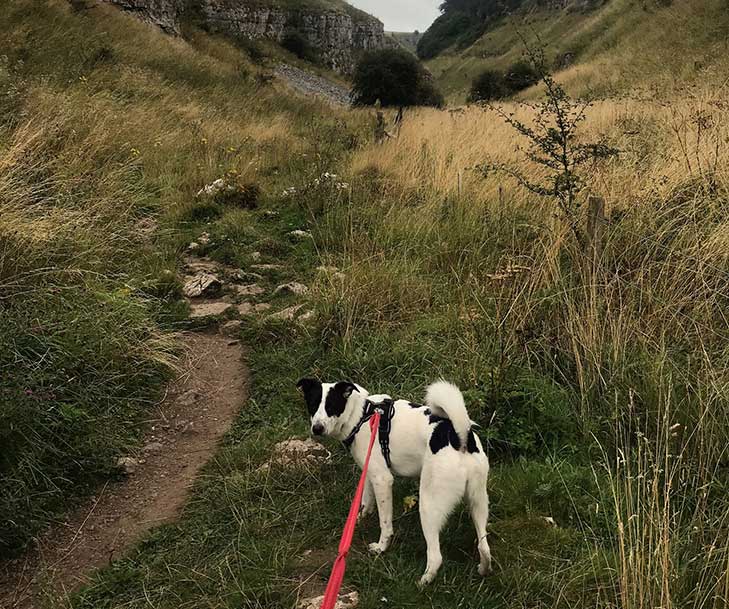 A black and white dog on a lead on a moor turns and looks at the camera