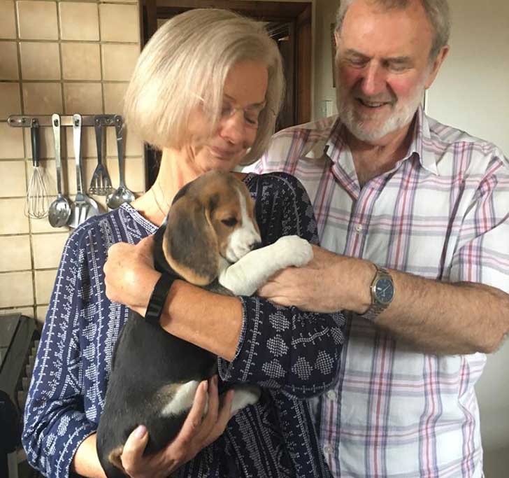 A woman holding a small beagle puppy and a man petting it