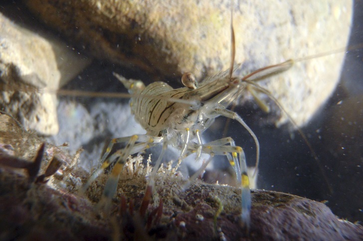 A white prawn in a rock pool