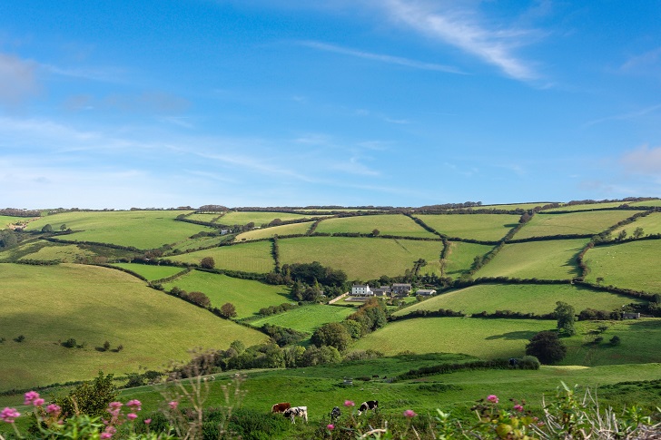 Hilly green pastures criss-crossed by hedgerows under a blue sky