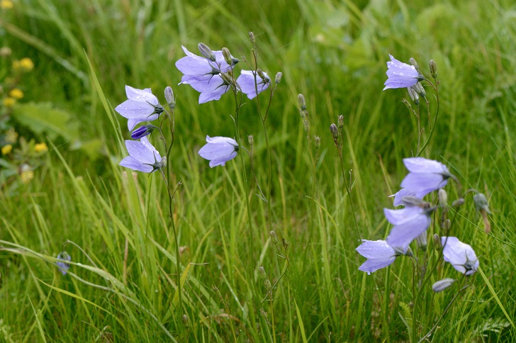 light blue cup-like flowers in long grass