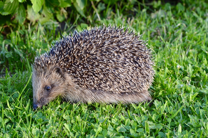 A hedgehog on a grass lawn
