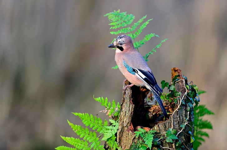 A jay perched on a tree stump surrounded by ferns