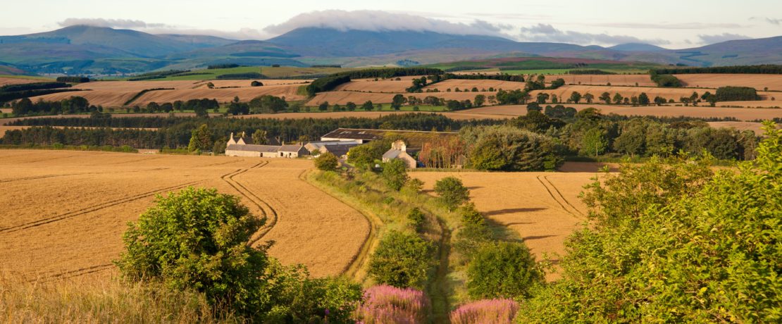 A hedgerow-lined path leading down a hill to golden wheat fields with misty hills on the horizon