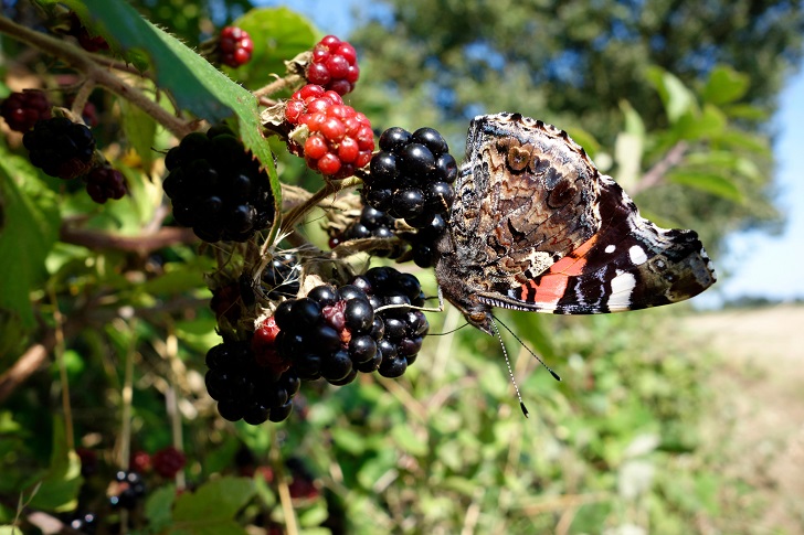 A butterfly on blackberries in a hedgerow