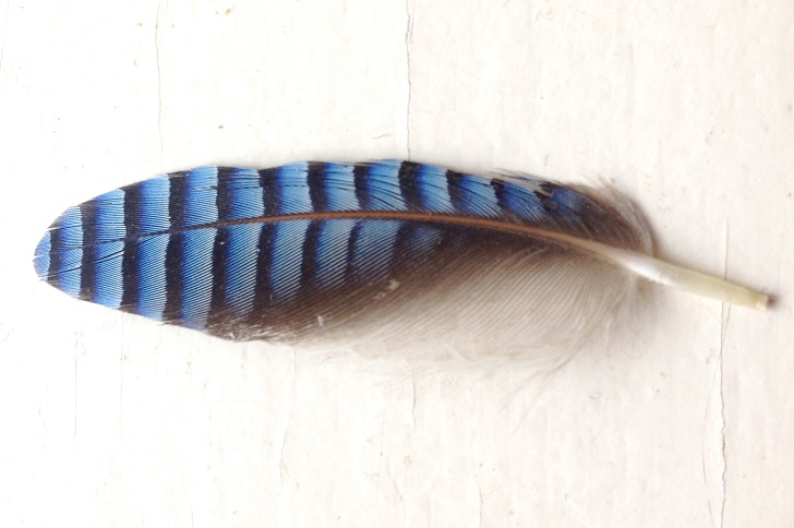 A blue and black striped feather