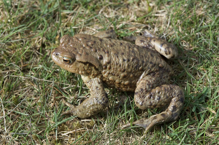 A toad on green grass