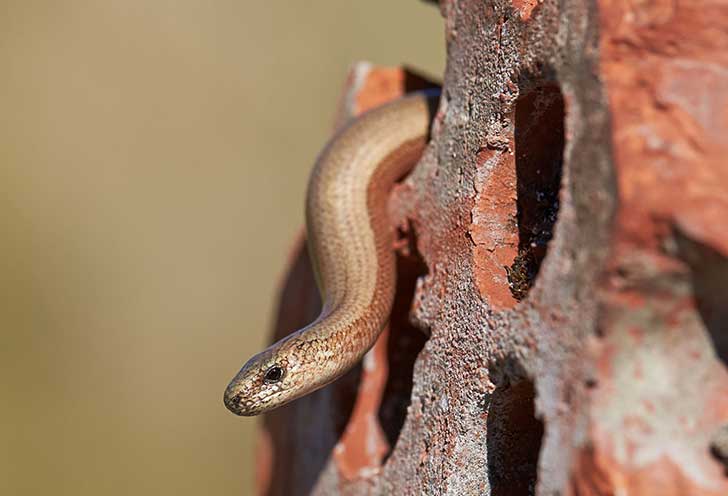 A slow worm, a legless lizard which looks like a brown snake, slithering out from brickwork