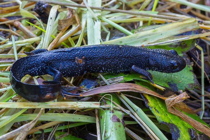 A dark, wet newt on wet grass