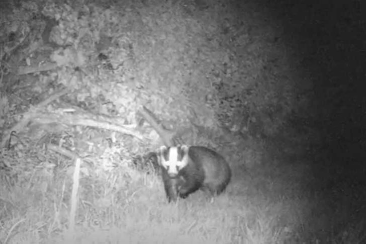 A black and white night camera shot showing a badger