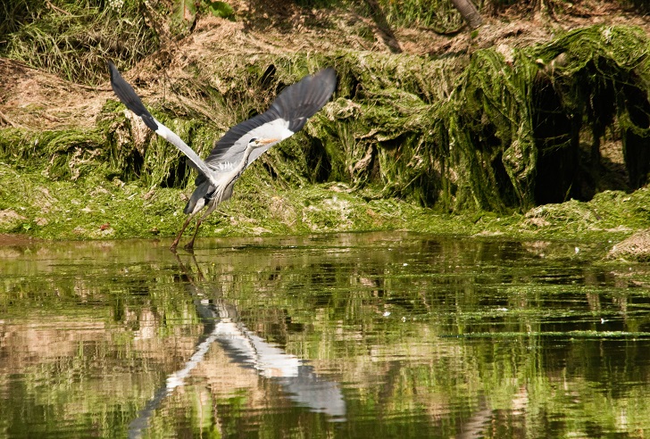 A large grey bird landing on water in green surroundings