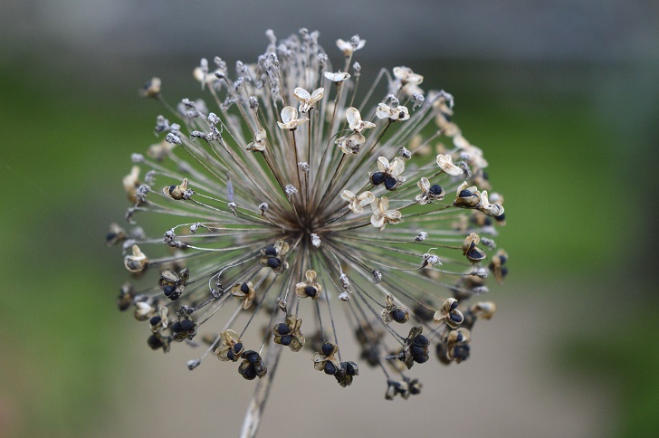 A flower seedhead