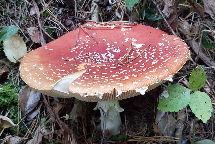 A red and white flat fungi