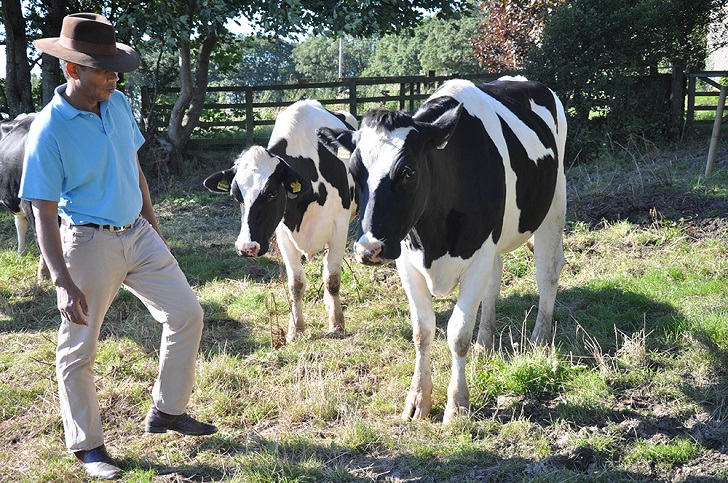 A farmer standing with two dairy cows