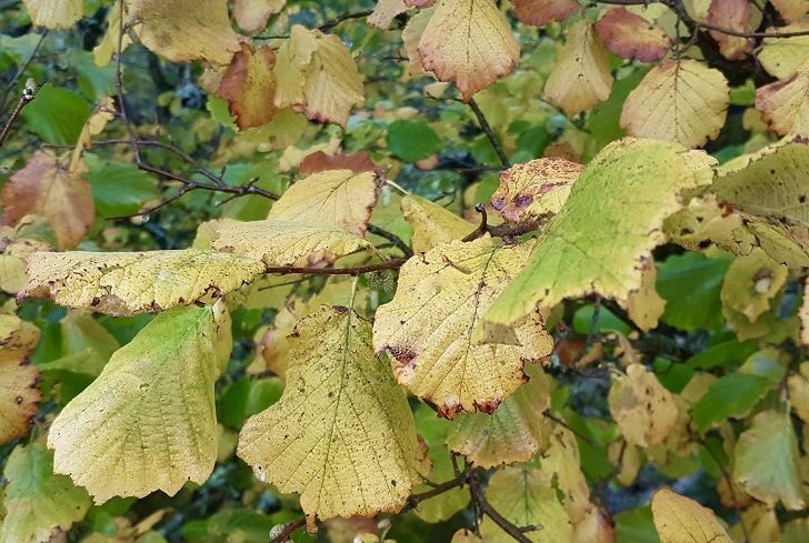 Yellow and brown leaves in a hedgerow