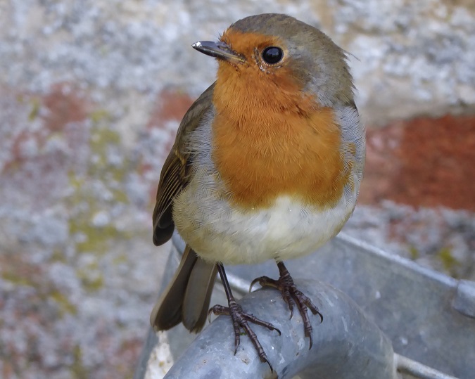 A robin perching on a watering can