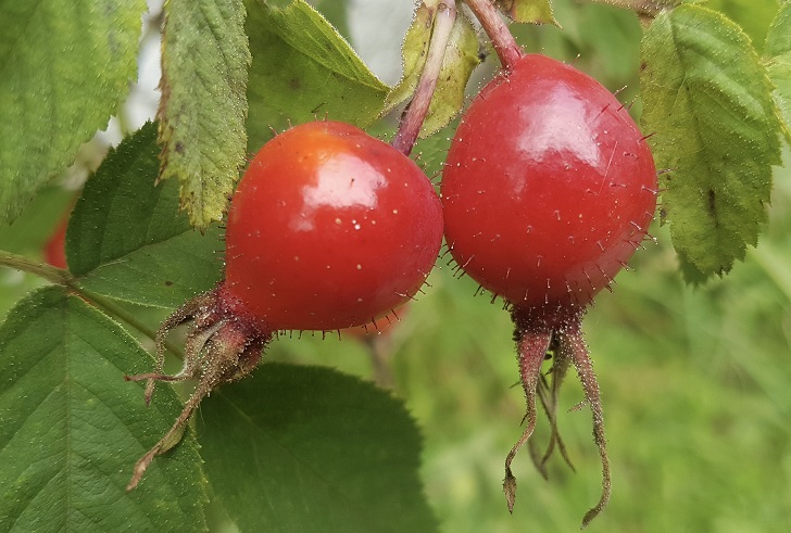 Two shiny round red berries