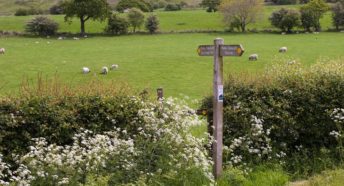 A bushy hedgerow with cow parsely enclosing a field of sheep