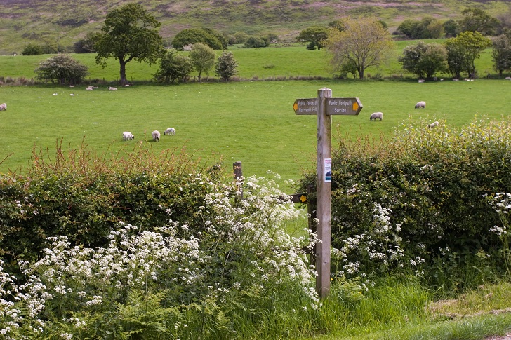 A bushy hedgerow with cow parsely enclosing a field of sheep