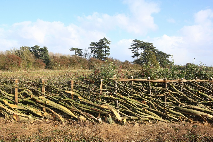 A newly laid hedgerow with exposed cut stems