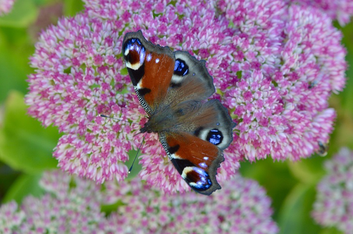 A red butterfly on a pink and white frilly flower