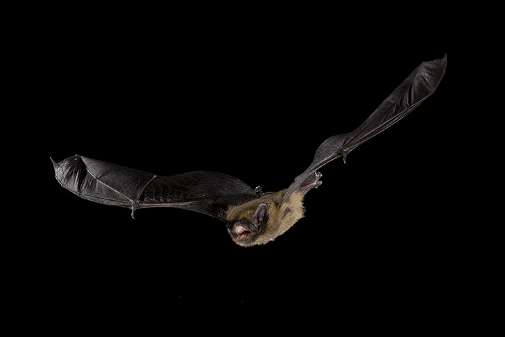 A bat in flight with mouth open in dark sky