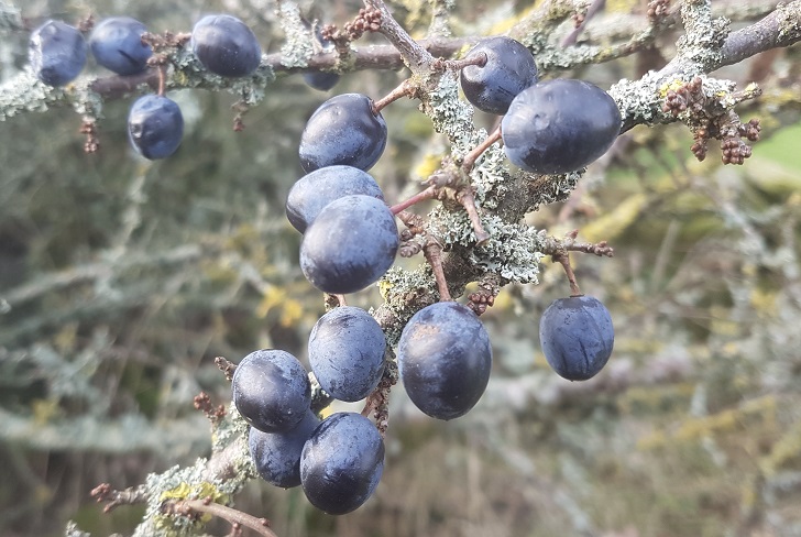 Blue sloe berries on a mossy blackthorn tree