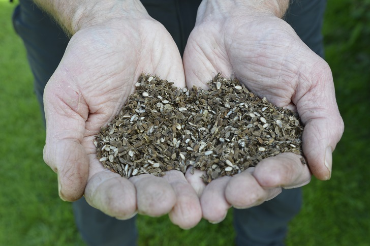 Two hands holding flower seeds