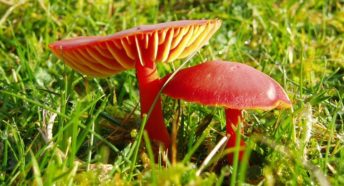 Red shiny fungi in grass