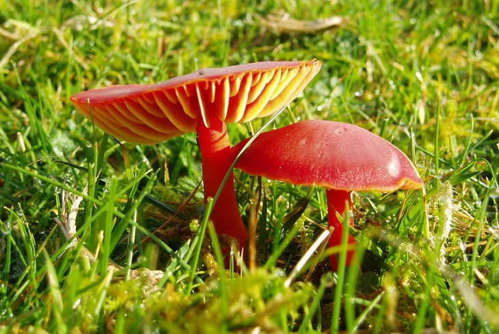 Red shiny fungi in grass