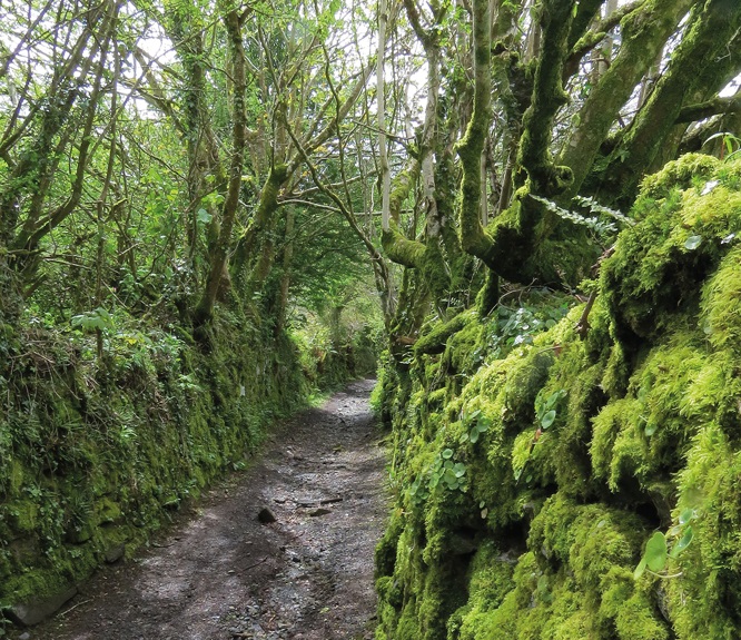 Mossy banks along a lane bordered by trees