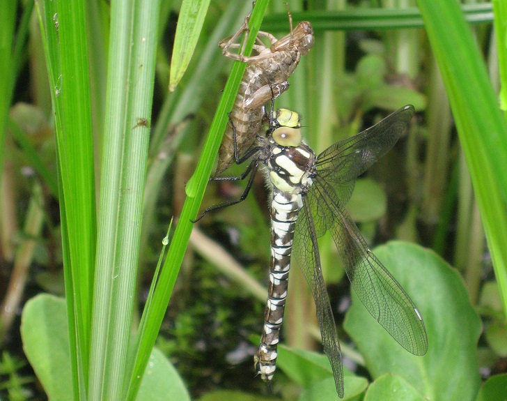 A dragonfly emerging from its exuvia (shell)