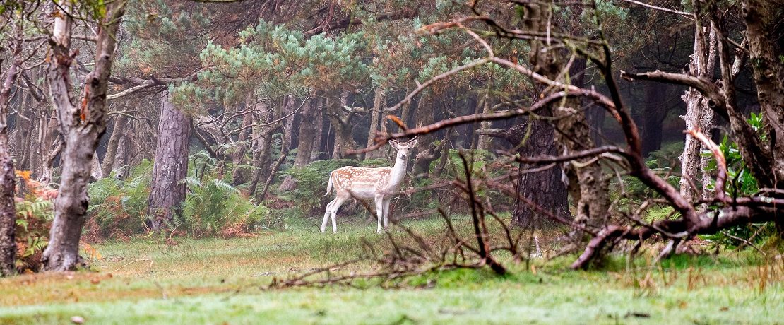 A brown and white deer in autumnal woodland