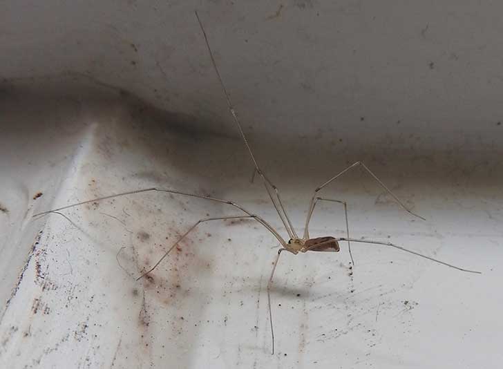 A pale coloured spider with very thin long legs