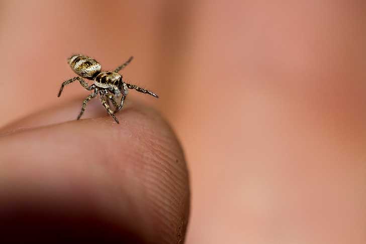A tiny striped spider on a fingertip