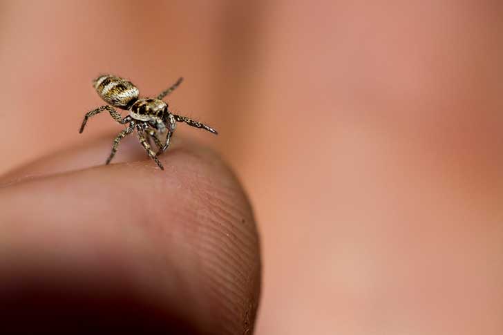 Spider season again! The top six spiders you'll spot at home in autumn -  CPRE