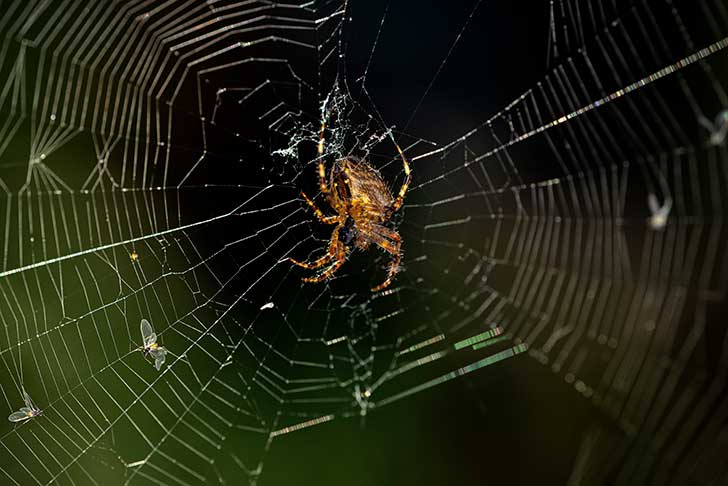 A brown spider in the centre of a spiralling web